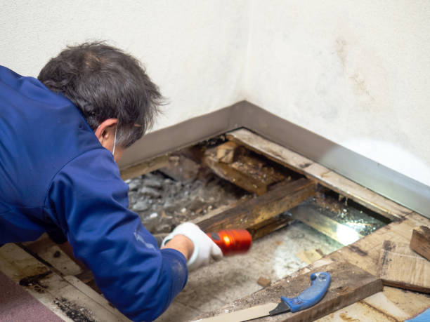 Best Commercial Mold Removal  in Rib Mountain, WI