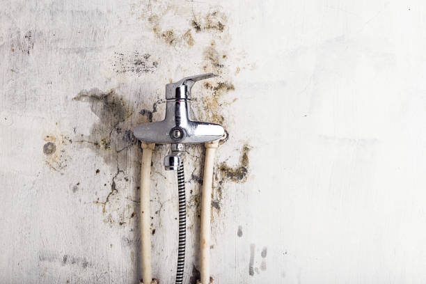 Best Certified Mold Removal  in Rib Mountain, WI