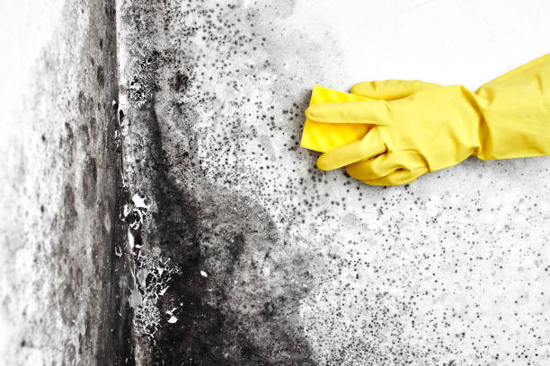 Best Home Mold Removal  in Rib Mountain, WI
