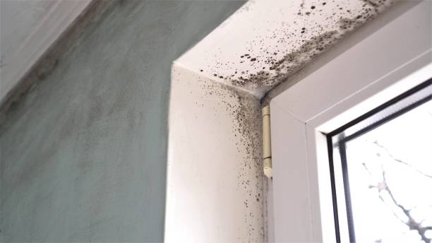Crawl Space Mold Removal in Rib Mountain, WI