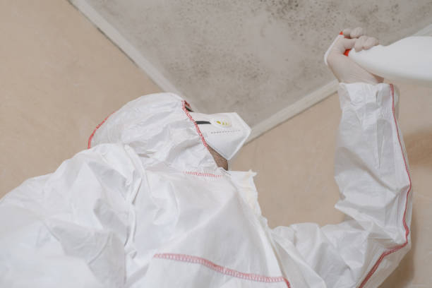 Professional Mold Removal in Rib Mountain, WI
