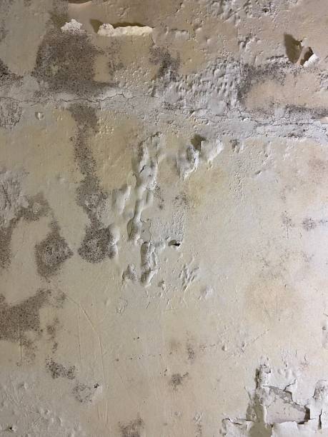 Best Same-Day Mold Removal  in Rib Mountain, WI