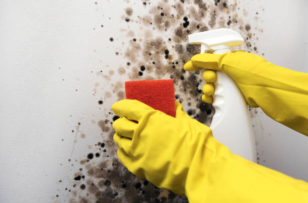 Best Attic Mold Removal  in Rib Mountain, WI